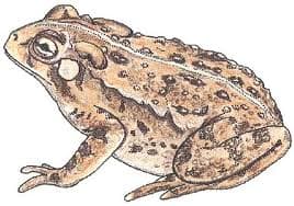 Crapaud