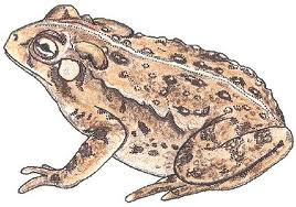 Crapaud Crapaud